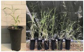 Image result for Neyraudia