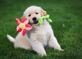 Choosing to adopt or go through a breeder for your new golden retriever puppy is a personal choice that requires research. Finding A Golden Retriever Puppy Golden Retriever Club Of America