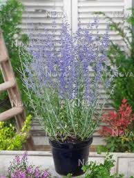 Other common names perovskia 'blue spire'. Perovskia Blue Spire In Pot Media Database