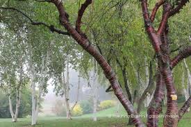 Rosanna Castrini Landscape Design Le Jardin Du Bois Marquis Vernioz France Was Conceived Thirty Years Ago By The Passion Of Christian Peyron Who Landshaft