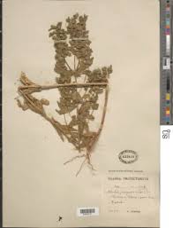 Image result for Euphorbia schimperiana