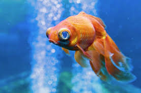 Les facteurs naturels et d'origine humaine provoquent la mort des poissons. Voila Pourquoi Il Est Strictement Interdit De Jeter Son Poisson Mort Dans Les Toilettes
