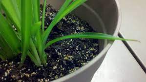 To do it, you will need to sterilize the soil and gather some things to. My Indoor Plant Has An Orange Mold Like Substance Growing On It And Has Tiny White Bugs How Can I Remove It Gardening Landscaping Stack Exchange