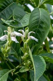 Image result for Justicia nyassana