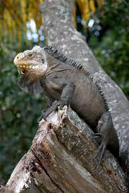Lesser Antillean Iguana Iguana Delicatissima Iguana Iguana Pet Reptile Zoo