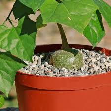 Image result for Gerrardanthus lobatus