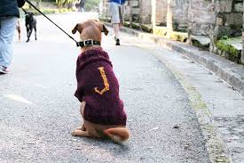 Sport, dk, or worsted the larger the dog, the more ease you probably will want to allow. 12 Dog Sweaters And Other Knitting Patterns For Pups