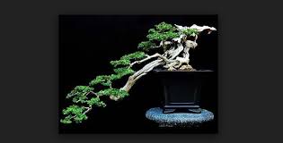 Cara Membuat Bonsai Prinsip Manipulasi Pertumbuhan Tanaman Bonsai Bennisobekti Com