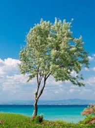 Greek Olive Tree Get Buckets Of Olives Every Year Height After Pruning 3 4 Ft In Stock 120 95 Olive Trees For Sale Fast Growing Trees Tree Nursery