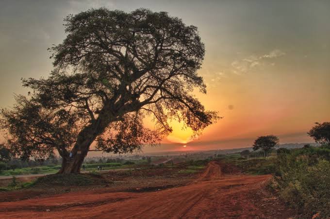The Mugumo Fig Tree of Kenya