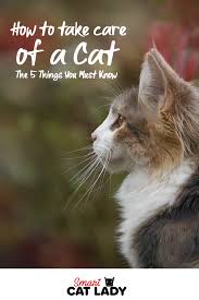 How To Take Care Of A Cat The 5 Things You Must Know Really Cute Dogs Kitten Care Animals Care