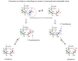 However, this rule does not apply to the groups on the two ring carbons bonded to the endocyclic oxygen atom. Converting Fischer Haworth And Chair Forms Of Carbohydrates Chemistry Steps