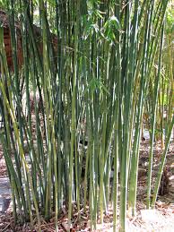 Image result for Laggera gracilis