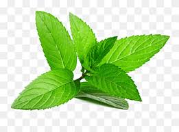 Hierbabuena in barbate, the type of sand, the services available, the location, the climate and more on spain's official tourism website | spain.info in english. Herbal Tea Holy Basil Herbal Tea Basil Tea Plant Stem Peppermint Png Pngwing
