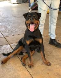 Pin On Rottie