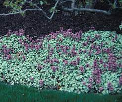 But in regions where spotted dead nettle is not invasive, it acts as an effective ground cover for deeply shaded areas. White Nancy Spotted Dead Nettle Lamium Maculatum Groundcovers To Know And Use