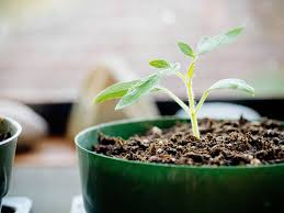 The benefits of yeast fertilizing. How To Repot Tomato Seedlings For Bigger And Better Plants Garden Betty