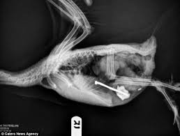 World S Wackiest Animal X Rays Reveal The Things Pets Swallow Unique Animals X Ray Funny Wallpaper