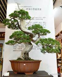 Specifically designed for ikebana and bonsai pruning. Juniper Bonsai Cay Kiá»ƒng Bonsai Hinh áº£nh Cay