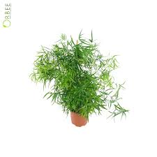 Image result for Asparagus falcatus