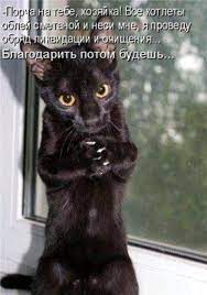 Pin By Yuliya Zheleznyakova On Prikolno Cat Adoption Cat Love Cats That Dont Shed