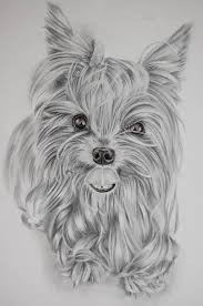 Large Original Pencil Drawing Of A Yorkshire Terrier Yorkie Wall Art Drawings Animal Drawings Create digital artwork to share online and export to popular image formats jpeg, png, svg, and pdf. pinterest