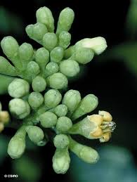 Image result for Psychotria peduncularis