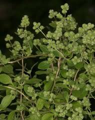 Image result for Achyrospermum ciliatum