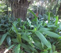 Image result for Molineria