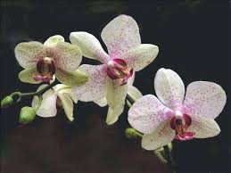 O anche all'infruttescenza che ne deriva, costituita da tanti frutticini aggregati o multipli generata da quell'unico fiore. Caratteristiche Coltivazione E Cura Delle Orchidee Lafalda It
