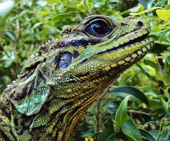 Maybe you would like to learn more about one of these? Philippine Sailfin Lizard Project Noah