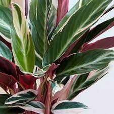 Ma comportano senz'altro un impegno, che in molti non si possono. Le Migliori Piante D Appartamento A Foglia Colorata Piante Appartamento Piante Appartamento Foglia Colorata