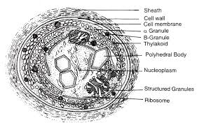 M. Sc. I Semester ALGAE AND BRYOPHYTES