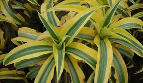 Luckily, a neglected plant is much easier to save than an overwatered one. Let S Talk Dracaena Greenhouse Product News