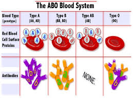 Which of the following is true of a cell membranes? Genetics Mendell 1142020 Objectives Swbat Explain The Importance