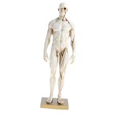 Male torso reference sheet by kibbitzer on deviantart. White 11 Inch Male Anatomy Figure Model Anatomical Reference For Artists Toys Games Stem Toys