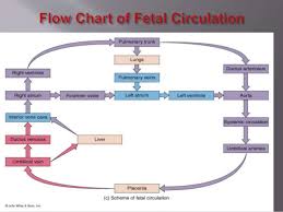 Fetal Circulation By Dr Srikanta Biswas