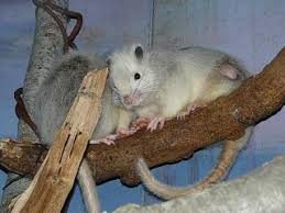 (phloeomys pallidus) northern luzon giant cloud rat : Zootierlistehomepage