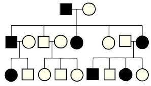 Pedigrees For Predicting Genetic Traits