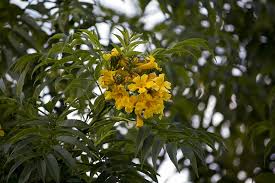 Tree with yellow flowers australia. Free Photo Yellow Flowers Pau Brasil Tree Flrida Nature Twigs Forest Yellow Hippopx