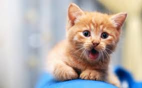 ❤ get the best cute backgrounds for laptops on wallpaperset. Download Cute Wallpapers For Laptop Free Download Gallery