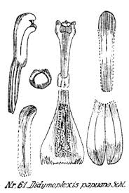 Image result for Didymoplexis