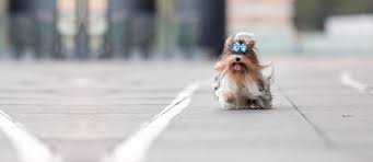 Tan huey meing (09.09.2017 10:26) friendly and helpful vet. Welcome To Angel Animal Hospital Farmington Hills Veterinarians