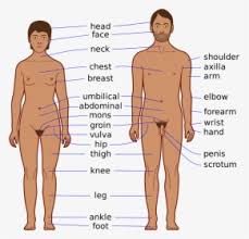 The diaphragm forms the upper surface of the abdomen. Body Chest Png Body Parts Of Men Transparent Png Transparent Png Image Pngitem