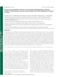 Image result for Crepidorhopalon tenuis