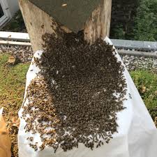 Sie haben einen bienenschwarm im garten oder im baum entdeckt? Bienenschwarm Im Garten Kein Grund Zur Panik Baumin