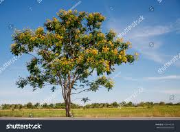 Image result for Peltophorum pterocarpum