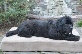 Dogbed4less orthopedic memory foam dog bed. 7 Of The Best Dog Beds For Large Dogs Barkpost