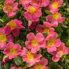 Image result for Portulaca foliosa