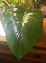 Image result for Philodendron lacerum